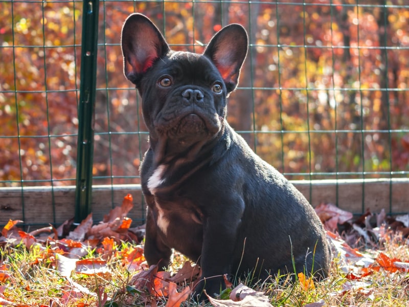 Ear hematomas in dogs symptoms and treatments